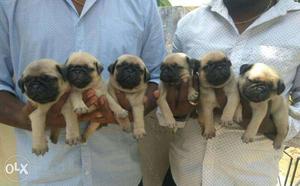 Pug pure breed 27 days old We have all breeds