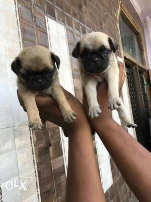 Punch face pug pups available