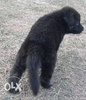 Pure Double Coat German Shepherd Male Puppy 33 days old