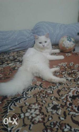 Pure Persian female cat 7months old 2 eyes colour