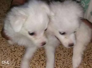 Pure Pmeranian Puppies(one Male & Female) 40 Days