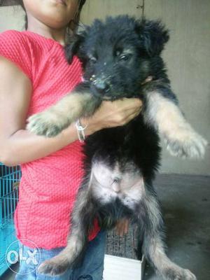 Pure breed Labrador,jarman,lhasa apso puppy male female