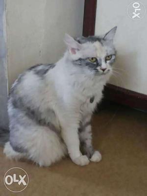 Pure persian female cat
