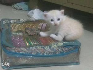 Pure persian kittens,one month old,very active n healthy,