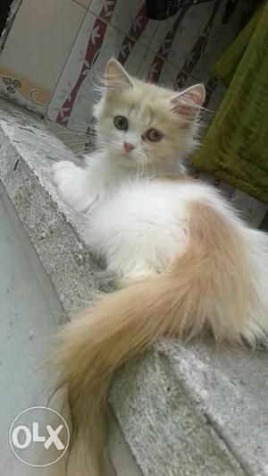 Pure quality persion female cat available fully