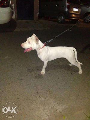 Pure white indian bully pup for sale