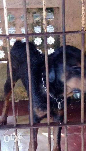 ROTT 6 yr old male with KCI certificate