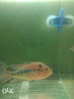 Red dragon female available 3 Inch plus