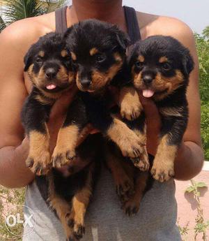 Rockviller puppies Male & female Available in