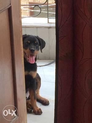 Rott puppy 2.5 months