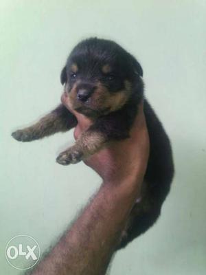 Rott weller puppy sale in very low price urgent