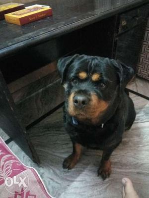 Rottweiler 4year old