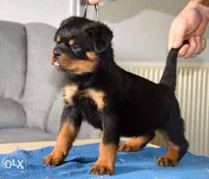 Rottweiler Pups Available