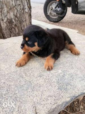 Rottweiler active female puppy