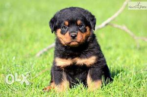Rottweiler pair available, superb quality