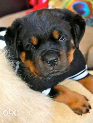 Rottweiler puppie Available