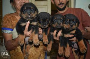 Rottweiler puppies available in very simple price