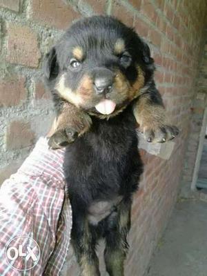 Rottweiler puppies male female available