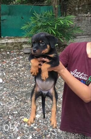 Rottweiler puppy dog 2 months old heavy quality.