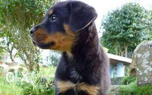 Rottweiler puppy (pure breed)