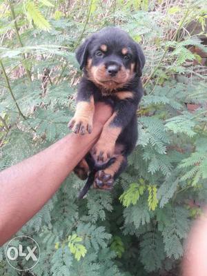 Rottweillar very good quality puppies at