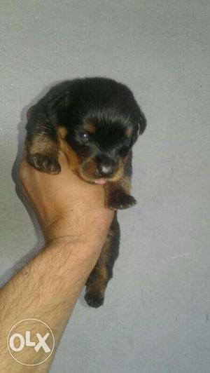 Rotweiler 28 days old pure breed Purest breeds at
