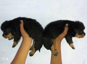 Royal Rottweilers for sale,punch box head,heavy