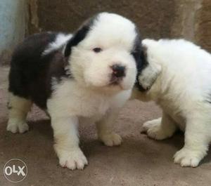 Saint bernard puppies available all over india