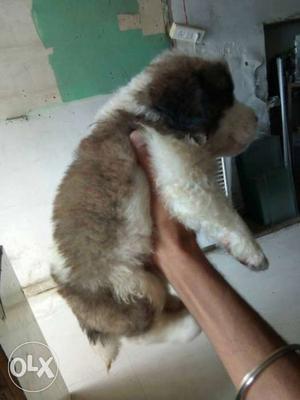 Saintbrnad male puppy havy born avalabal in