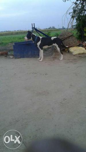 Sale For BALTER Female Dog Age 1 Year