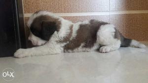 Sant barnard puppies available plz msg with