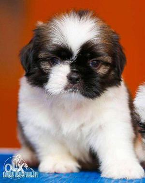 Shihtzu Puppies For Sell at Best Price Call Now
