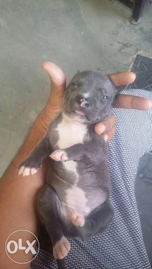 Short Coat Gray And White Puppy