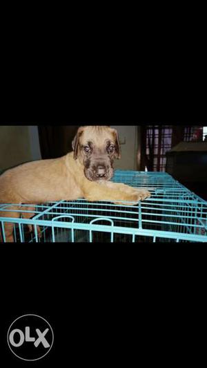 Show quality Female Great Dane puppies for sale in