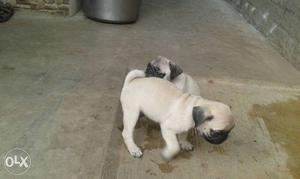 Show quality Pug puppies available 