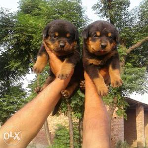 Show quality Rottweiler puppy available. l31