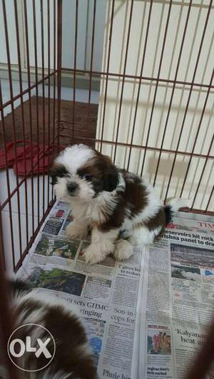 Show quality Shihtzu pupps available for loving