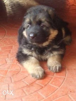 Show quality gsd female puppy for sale
