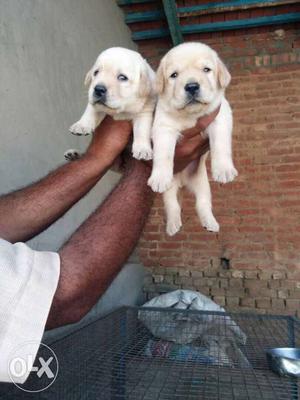 Show quality puppy in ahmedabad city in very low