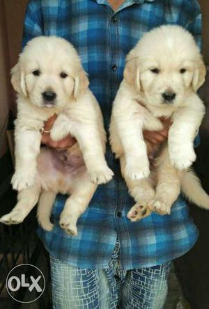 Silky and smooth coat vaccinated golden retiver puppies