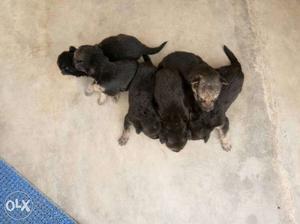 Six Black Short Coat Puppies