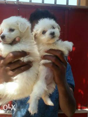 Spitz Long Coated Puppies
