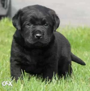 Super quality punch face lab puppies for sale 37days old.