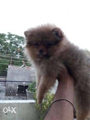 Tan Medium Coat Small Size Dog