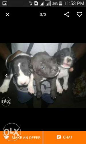 Three Black And Black-and-white Puppies