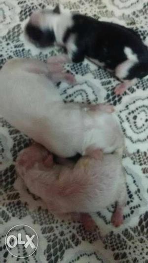 Three White And Black-and-white New Born Puppies