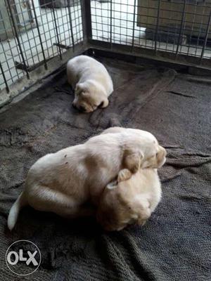 Three White Puppies