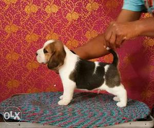 Top quality beagle puppy available in ready stock