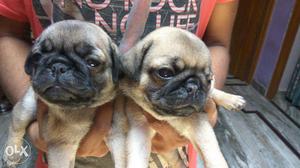 Top quality kci registered female pug puppy