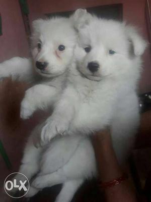 Top quality pomerian puppies male  female 